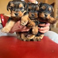 Cuccioli di Yorkshire
