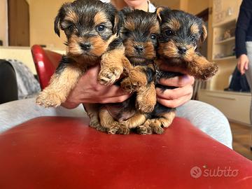 Cuccioli di Yorkshire