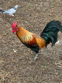 Gallo