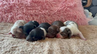 Bassotti piebald e arlecchini