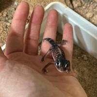 Geco Nephrurus Levis Levis