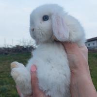 Coniglio ariete minilop