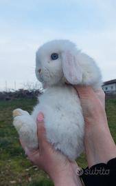 Coniglio ariete minilop