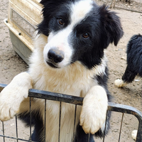 Border Collie cuccioloni