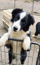 Border Collie cuccioloni