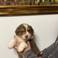 Cucciolo pastore australiano
