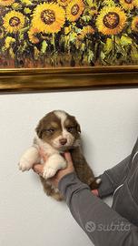 Cucciolo pastore australiano
