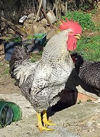 Gallo di razza