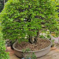 Bonsai di Carpino bianco doppio tronco