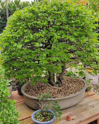 Bonsai di Carpino bianco doppio tronco