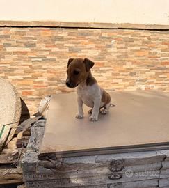 Jack russel