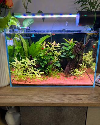 Vedo acquario aqpet + lampada twinstar 450 EA