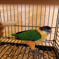 Pulletto di caicco testa nera allevato a mano