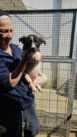 Tormalino: 3 mesi taglia contenuta