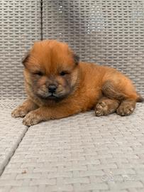Cuccioli chow