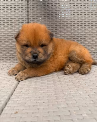 Cuccioli chow
