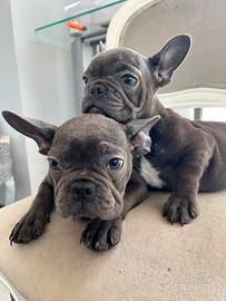 Bulldog francese