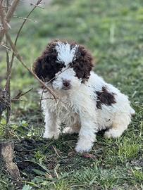 Lagotto romagnolo