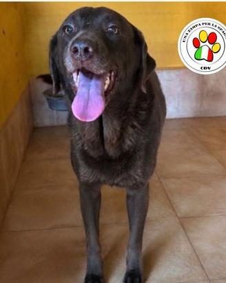 MAYA splendida Labrador chocolate