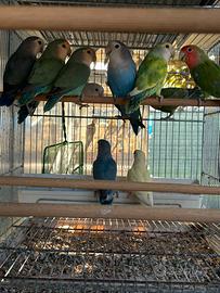 Pappagalli inseparabili roseicollis