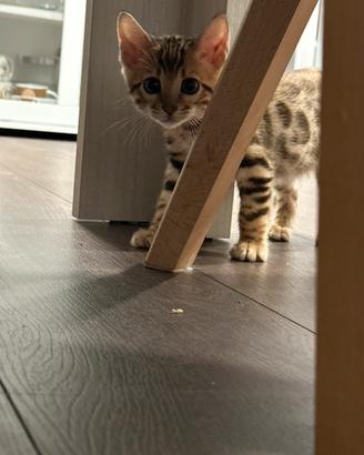 Bengala cuccioli prenotazioni durante l'anno