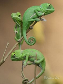 Camaleonti baby