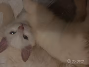 Gattini