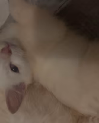 Gattini
