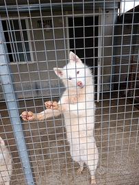 Cuccioloni siberian husky con pedigree Enci