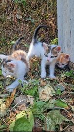 Gattini meticci