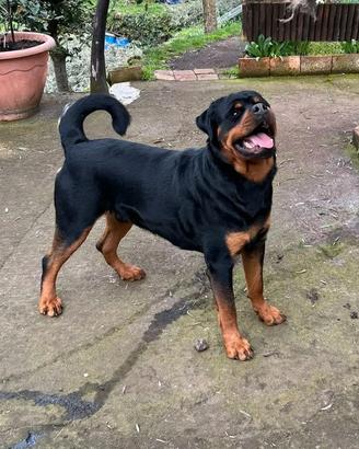 Stallone Rottweiler 