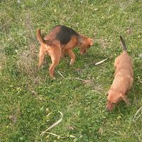 Cucciola di Beagle segugio