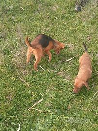 Cucciola di Beagle segugio