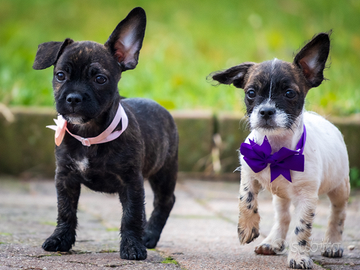 Cuccioli due mesi mini