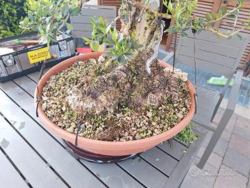 bonsai olivastro