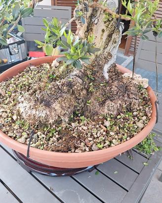bonsai olivastro