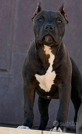 Pitbull