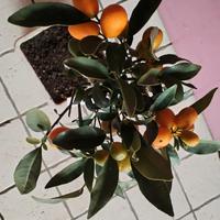 pianta kumquat 