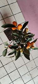 pianta kumquat 
