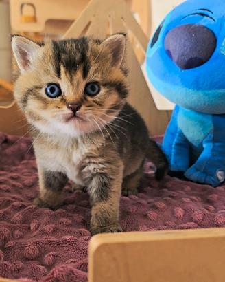 British shorthair maschi