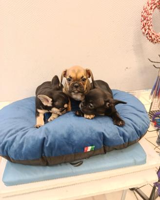 Cuccioli di bulldog francese
