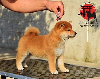 Shiba Inu con Pedigree
