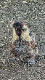 Galline e galli Moroseta, Wyandotte