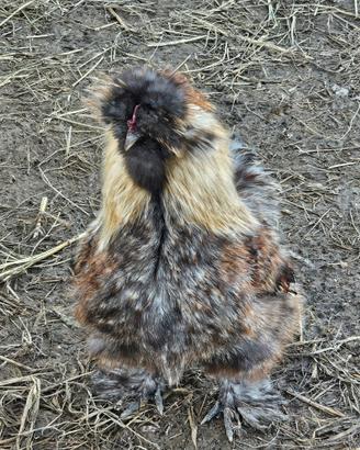 Galline e galli Moroseta, Wyandotte