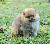 Cucciolo di Spitz femmina