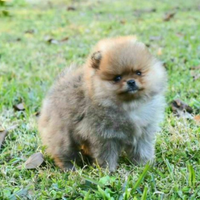 Cucciolo di Spitz femmina