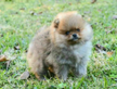Cucciolo di Spitz femmina