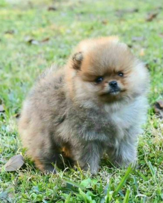 Cucciolo di Spitz femmina