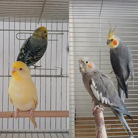 2 coppie pappagalli