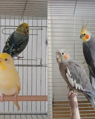 2 coppie pappagalli